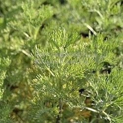 Artemisia abrotanum var. maritima 'Coca Cola'
