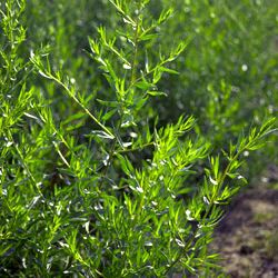 Artemisia dracunculus var. sativa