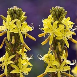 Asphodeline lutea