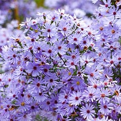 Aster cordifolius 'Little Carlow'