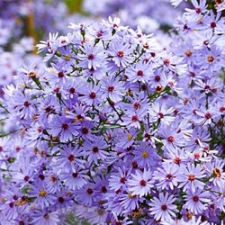 Aster cordifolius 'Little Carlow'