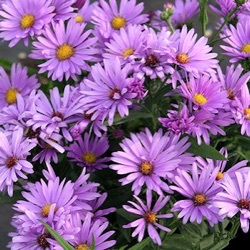 Aster novi-belgii 'Sarah Ballard'