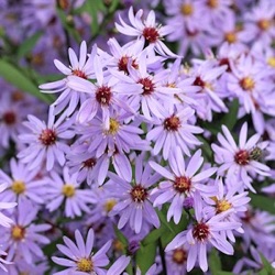 Aster 'Treffpunkt'