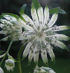 Astrantia major 'Shaggy' ('Margery Fish')