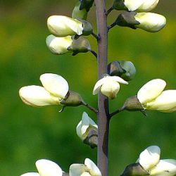 Baptisia alba (B. leucantha, B. lactea)