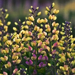 Baptisia 'Pink Lemonade' ®