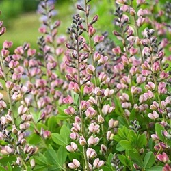 Baptisia 'Pink Truffles'