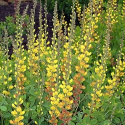 Baptisia 'Solar Flare'