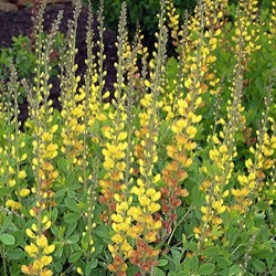 Baptisia 'Solar Flare'