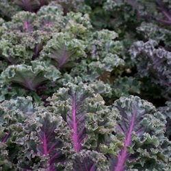 Brassica oleracea acephala var. sabellica 'Midnight Sun'