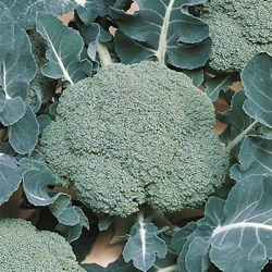 Brassica oleracea 'Belstar F1'