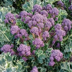 Brassica oleracea botrytis var. cymosa 'Bonarda' F1 (Purple Sprouting)