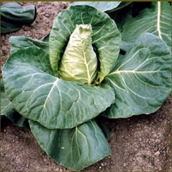 Brassica oleracea capitata var. alba 'Eersteling'