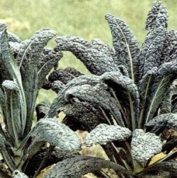 Brassica oleracea 'Nero di Toscane'