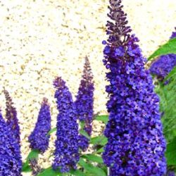 Buddleja davidii 'Blue Horizon'
