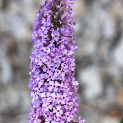 Buddleja davidii 'Orchid Beauty'