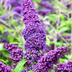 Buddleja davidii Purple Emperor ('Pyrkeep' ®)