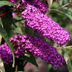 Buddleja davidii 'Royal Red'