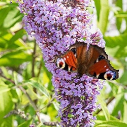 Buddleja davidii 'Wisteria Lane'