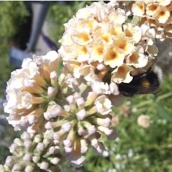 Buddleja x weyeriana 'Lady the Ramsey'