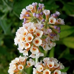 Buddleja x weyeriana 'Moonlight'