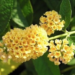 Buddleja x weyeriana 'Sungold'