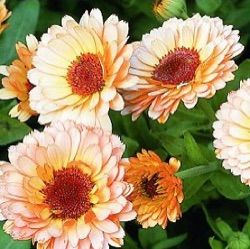 Calendula officinalis flore plena 'Pink Surprise'