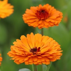 Calendula officinalis 'Indian Prince'