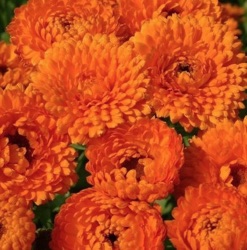 Calendula officinalis 'Orange Beauty'