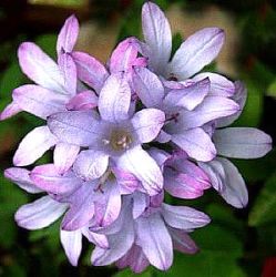 Campanula glomerata 'Caroline'