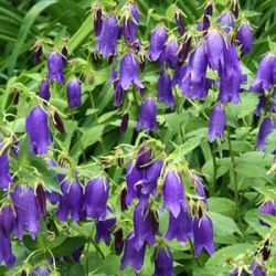 Campanula 'Kent Belle'