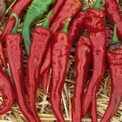 Capsicum annuum 'Cayenne Red'
