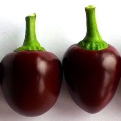 Capsicum annuum 'Cherry Chocolate'