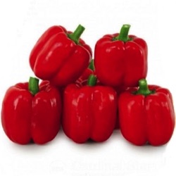 Capsicum annuum 'Crispy' F1