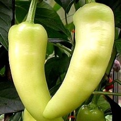 Capsicum annuum 'Gypsy' F1 ('Super Sweet Banana' F1)