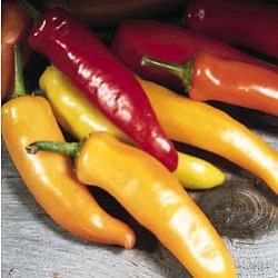 Capsicum annuum 'Hungarian Yellow Wax'