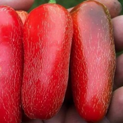 Capsicum annuum 'Jalapeño TAM Mild'