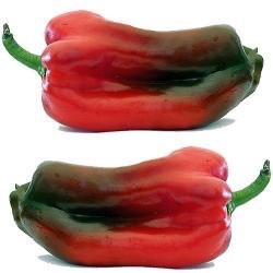 Capsicum annuum 'Marconi Rosso'