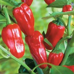 Capsicum annuum 'Padron'