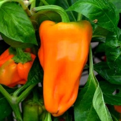 Capsicum annuum 'Petit Marseillais'