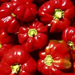 Capsicum annuum 'Topepo Rosso' ('Liebesapfel')