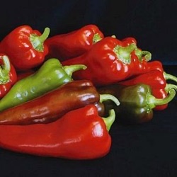 Capsicum annuum 'Toreador' ('Corno di Torro Rosso')