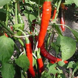 Capsicum annuum 'Westlandse Lange Rode'