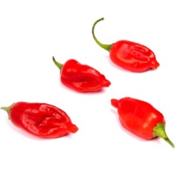 Capsicum annuum x baccatum 'Tepin x Lemon Drop'