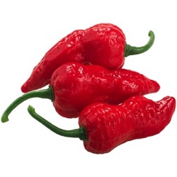 Capsicum chinense 'Bhut Jolokia'