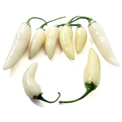 Capsicum chinense 'Coyote Zan White'