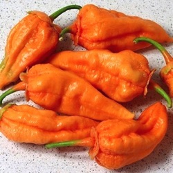 Capsicum chinense 'Jigsaw Orange'