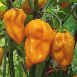 Capsicum chinense 'Jigsaw Yellow'