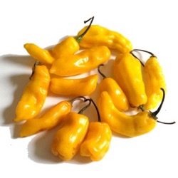 Capsicum chinense 'Madame Jeanette'