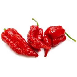 Capsicum chinense 'Naga Morich'